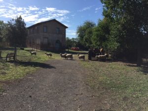 Immagine agreste all'interno del Parco 